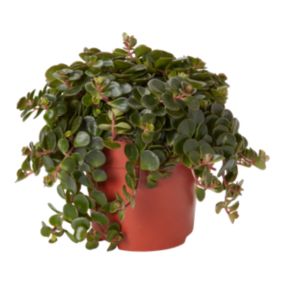 Verve Sedum tornado in Plastic Grow pot 10.5cm