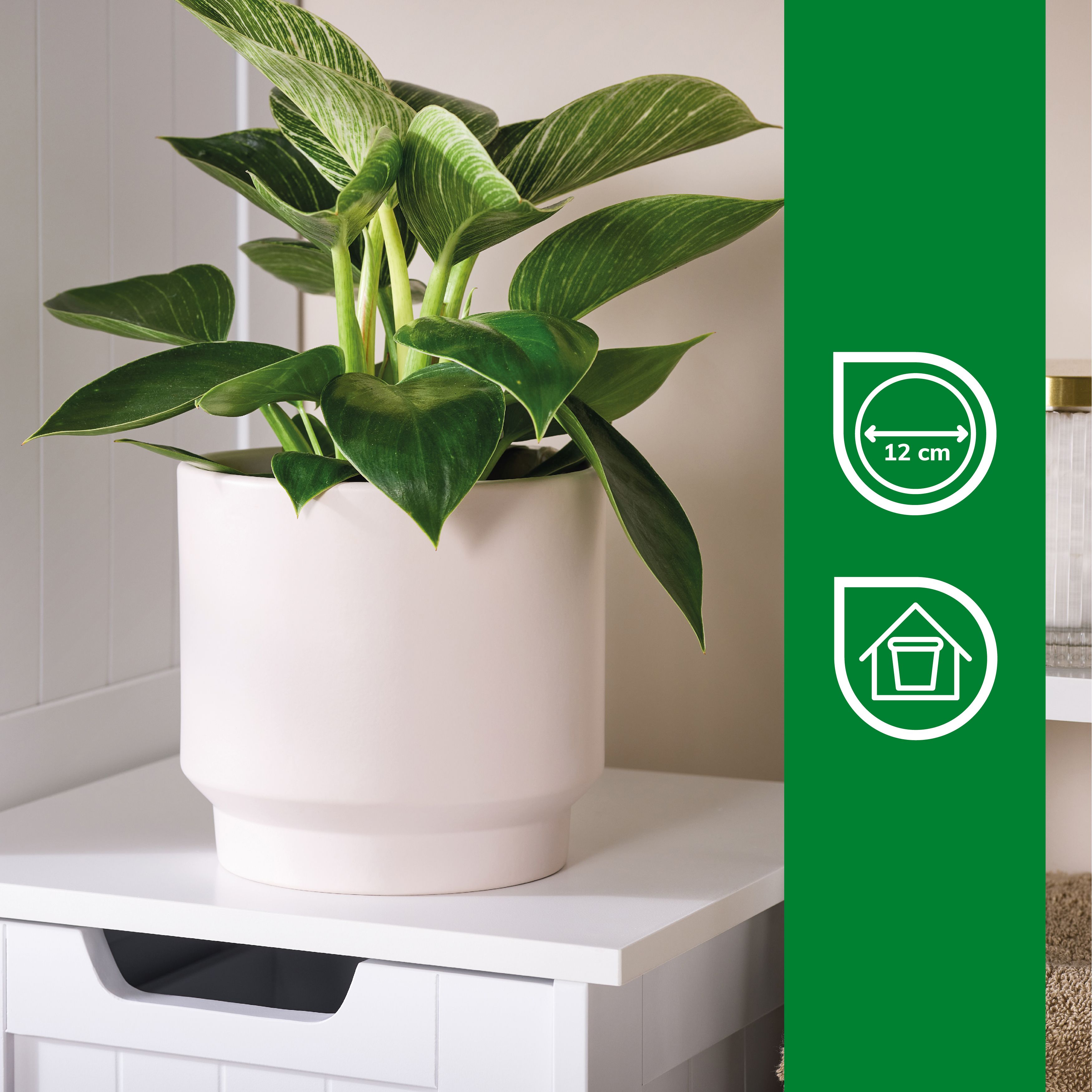 Verve Sheer bliss Cream Clay Plant pot (Dia) 14cm, (H)14cm
