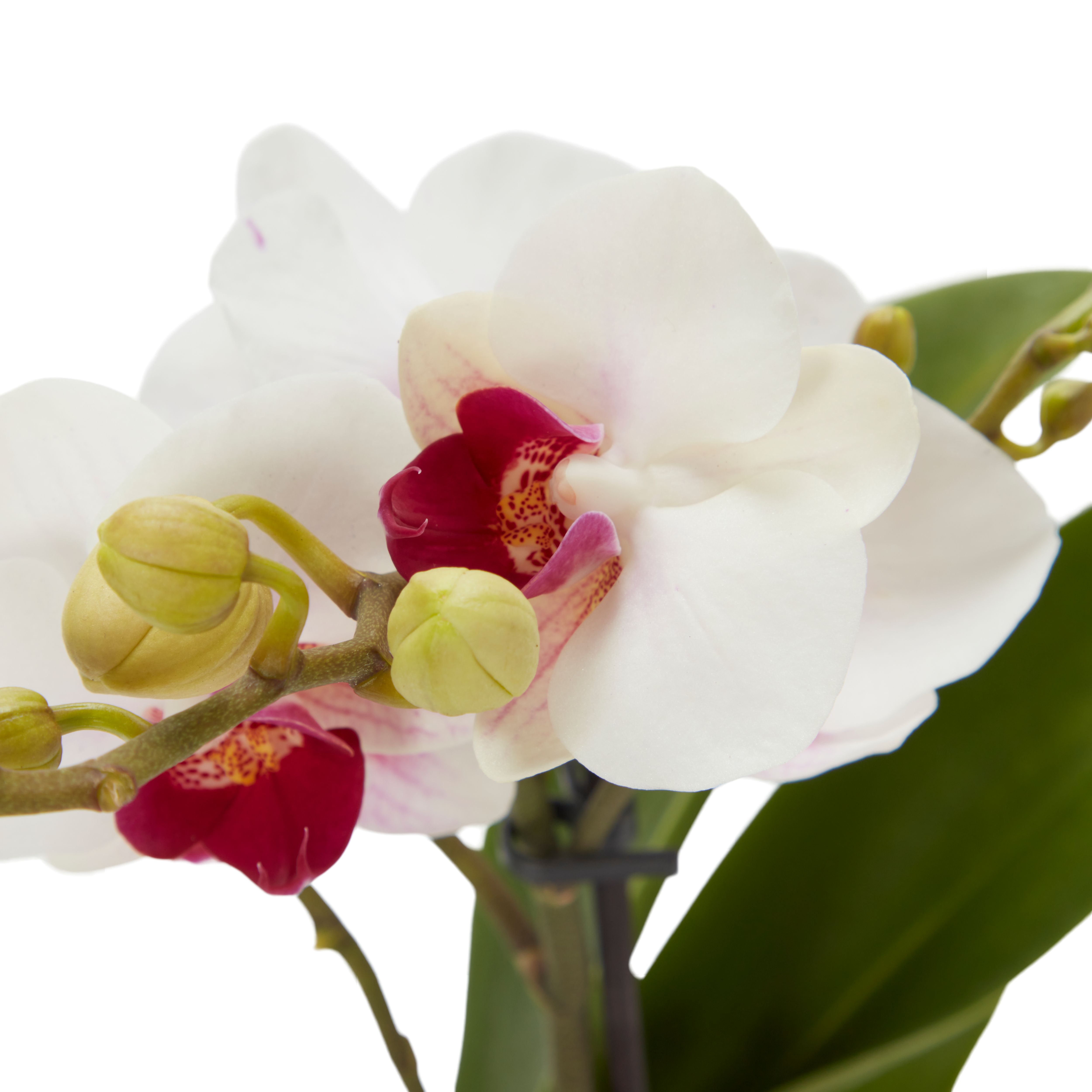 Verve Single Stem Moth orchid in Assorted Ceramic Decorative pot