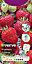 Verve Strawberry temptation Fruit seeds
