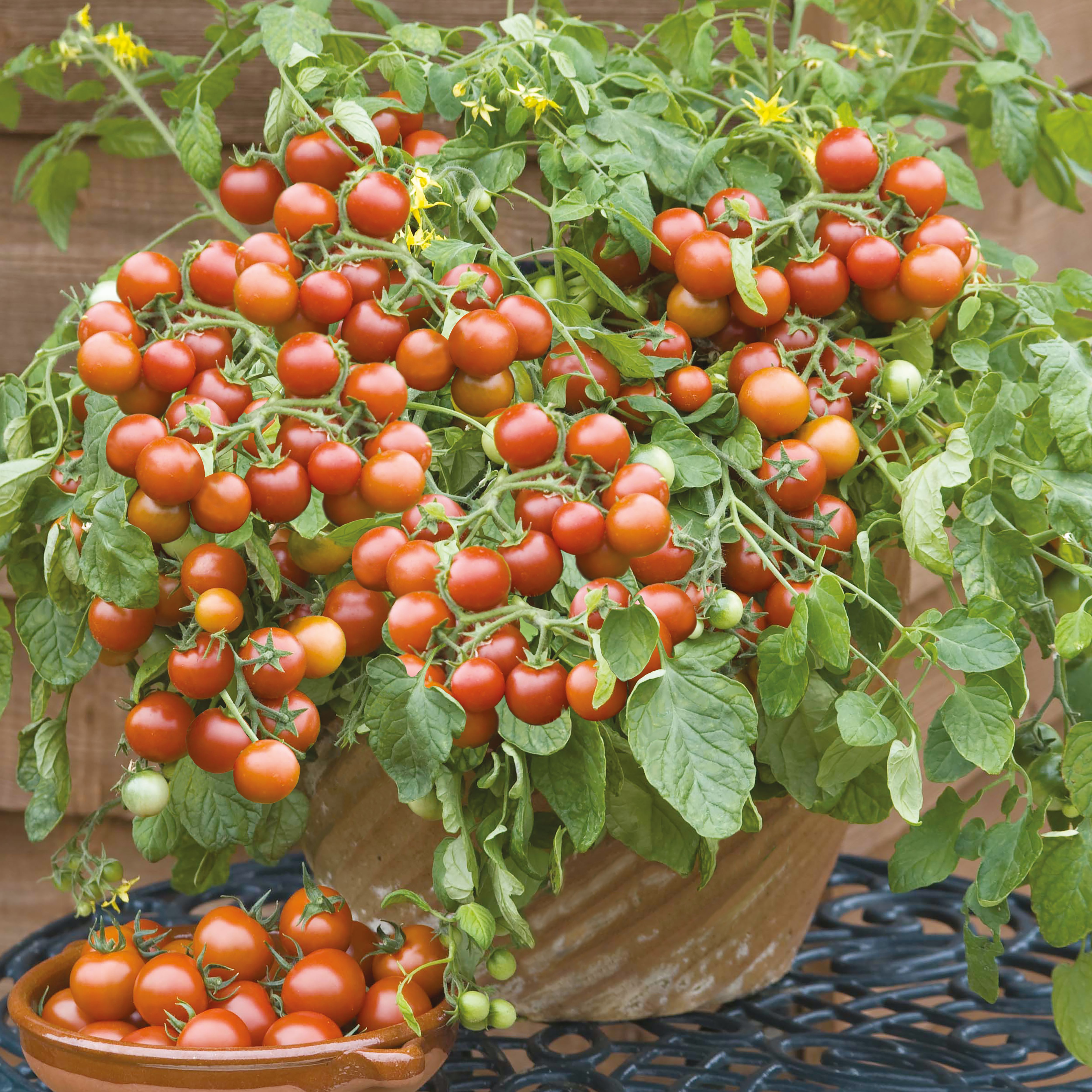 Verve Tomato 'Cherry Falls' Vegetable Seeds