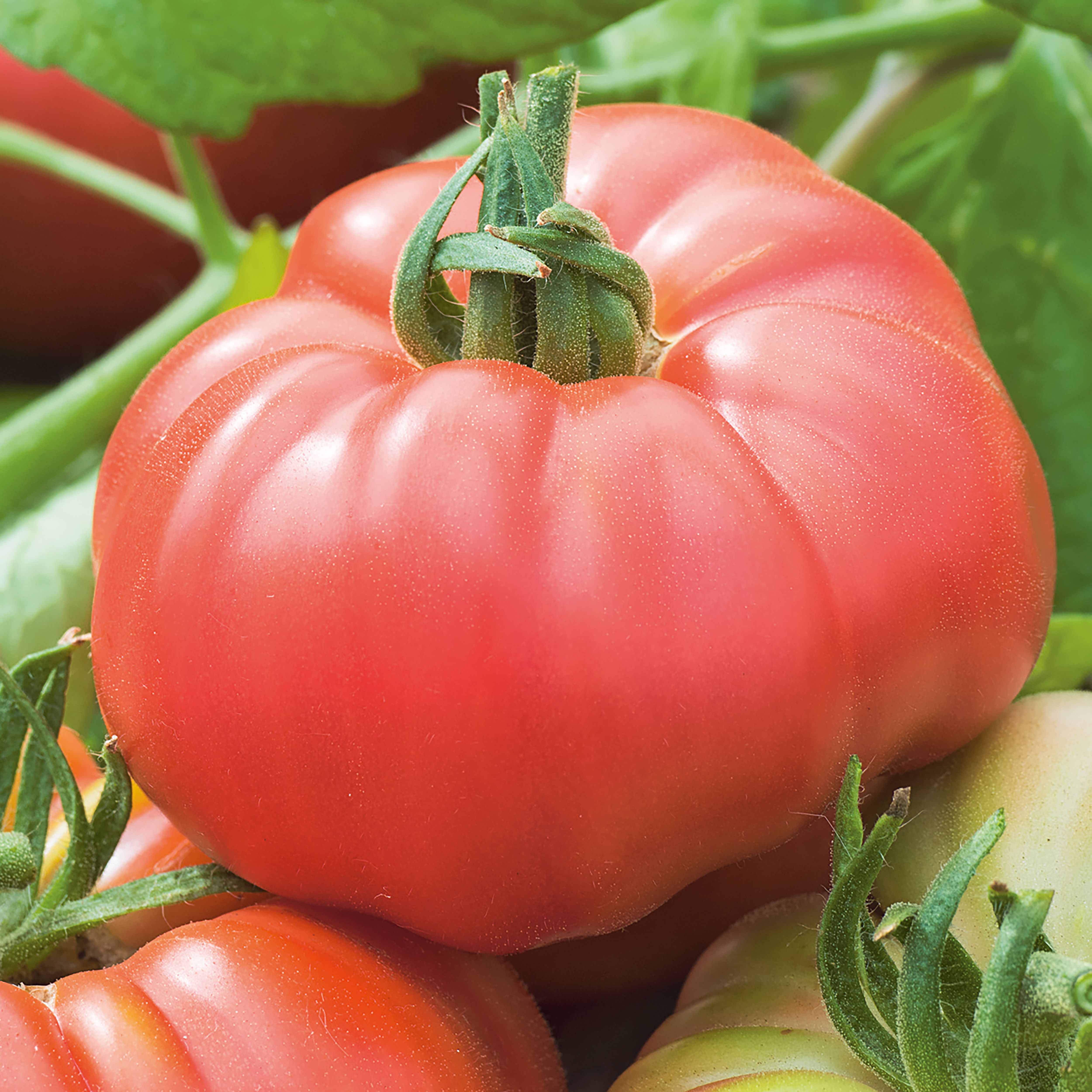 Verve Tomato 'Ponderosa Pink' Vegetable Seeds