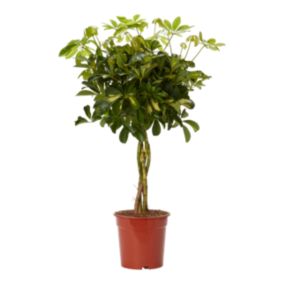 Verve Umbrella tree in Plastic Grow pot 19cm