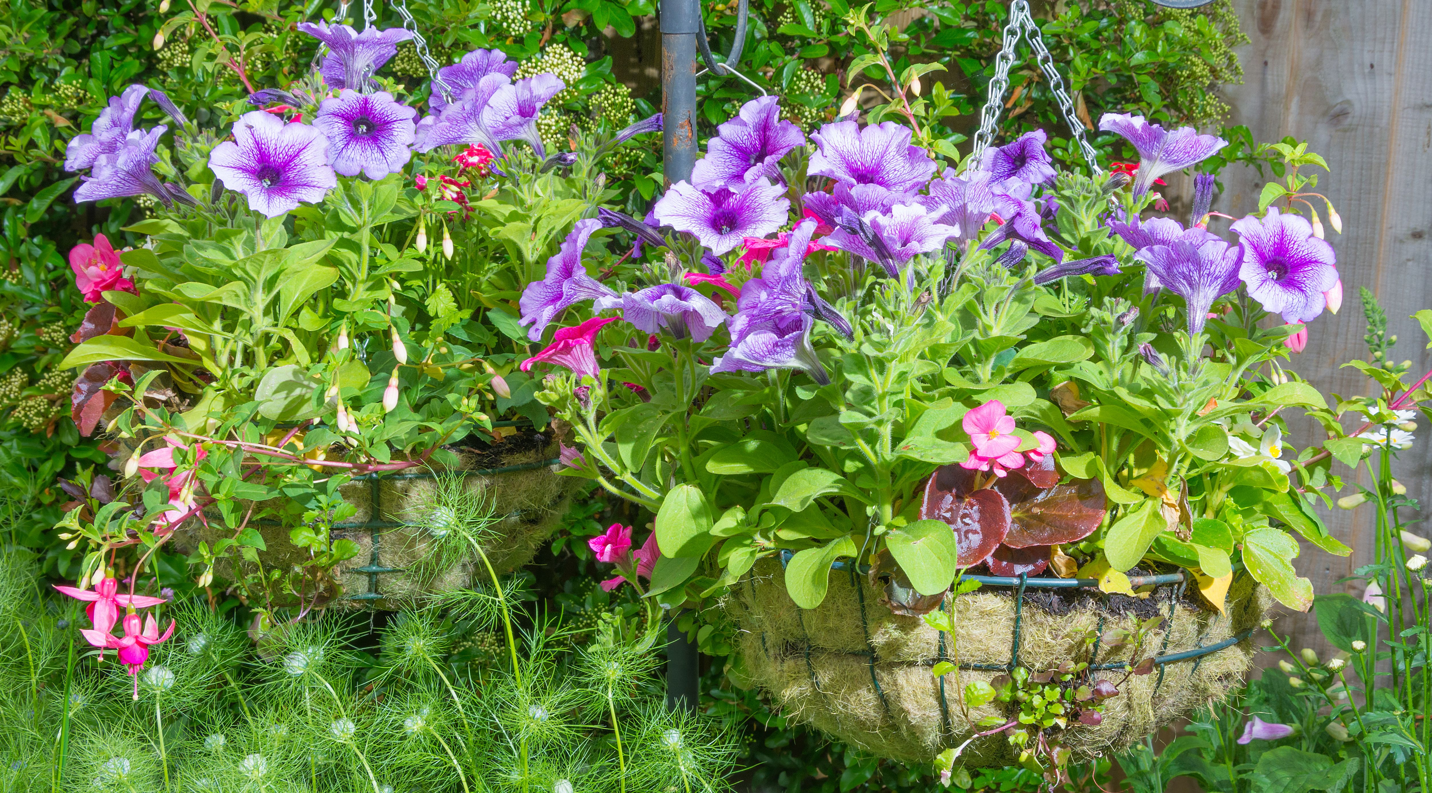 How To Plant A Hanging Basket Ideas Advice Diy At B Q