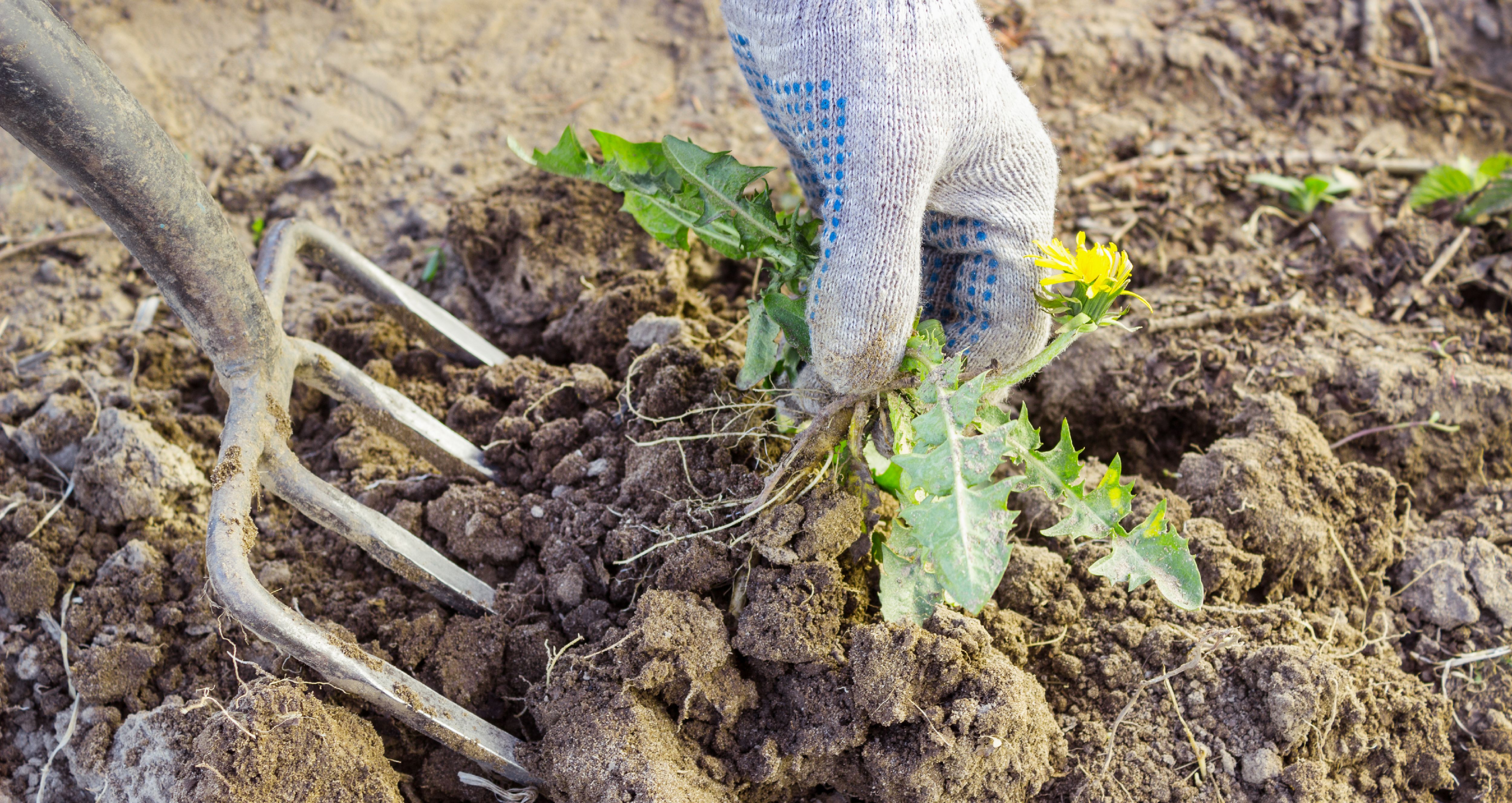 How To Kill Weeds Ideas Advice Diy At B Q