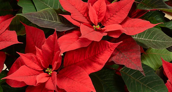 "Two red poinsettias"
