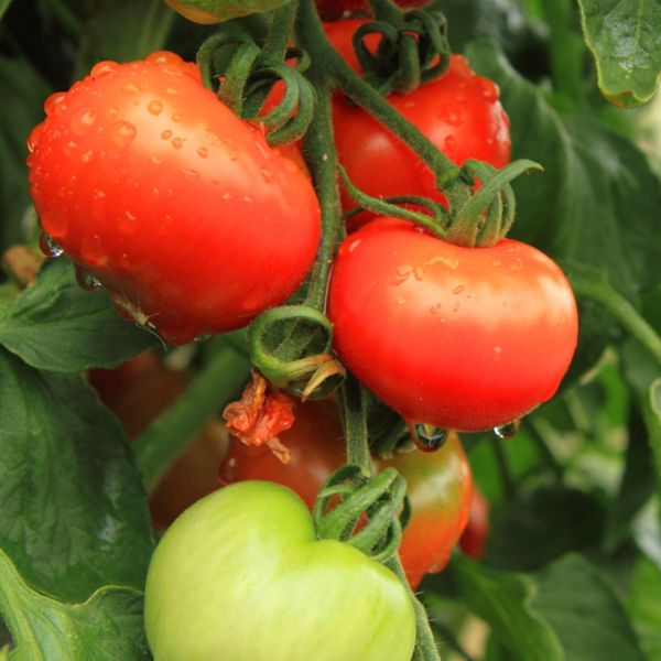 Gardening Pictures Plants 50