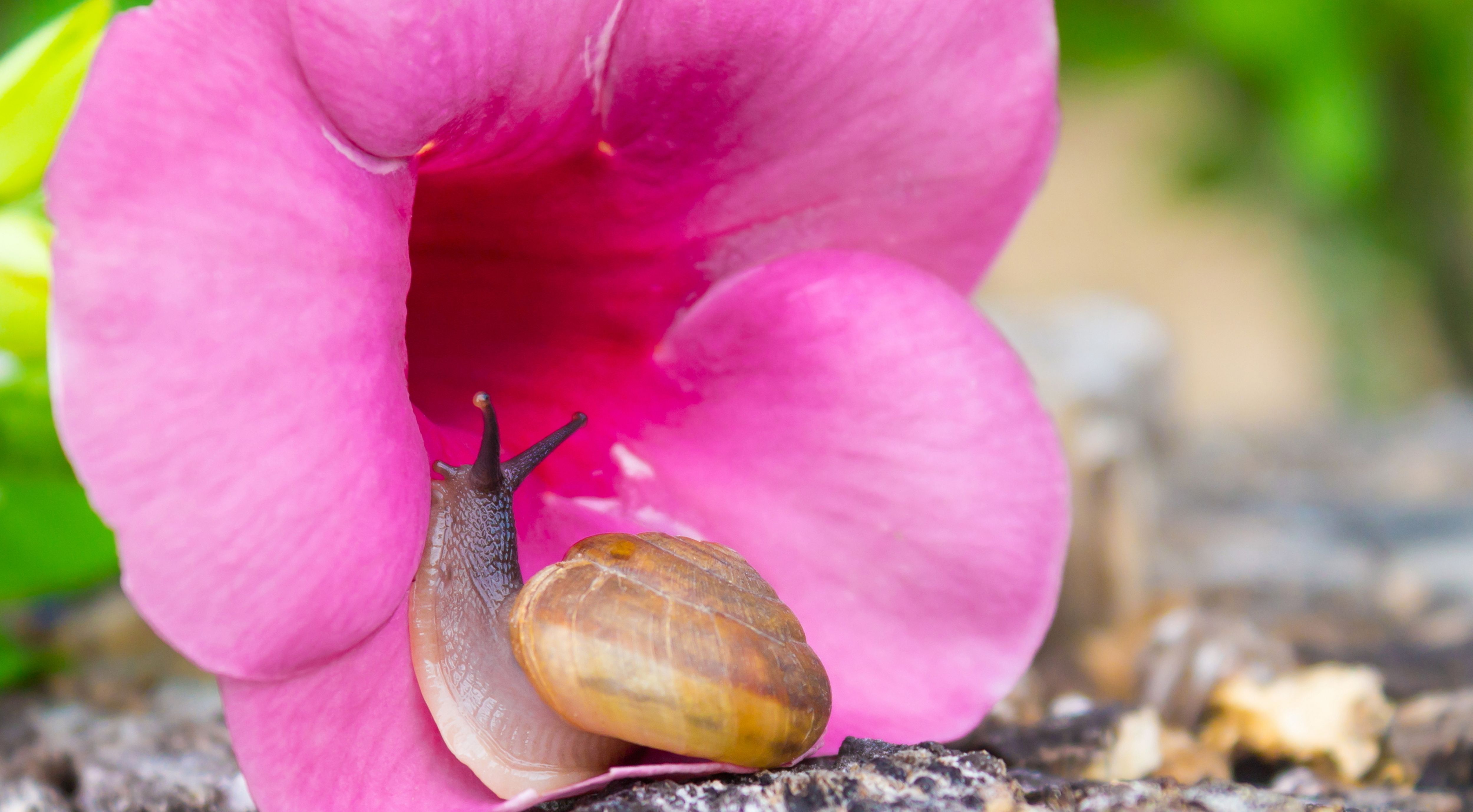How To Control Garden Pests Ideas Advice Diy At B Q