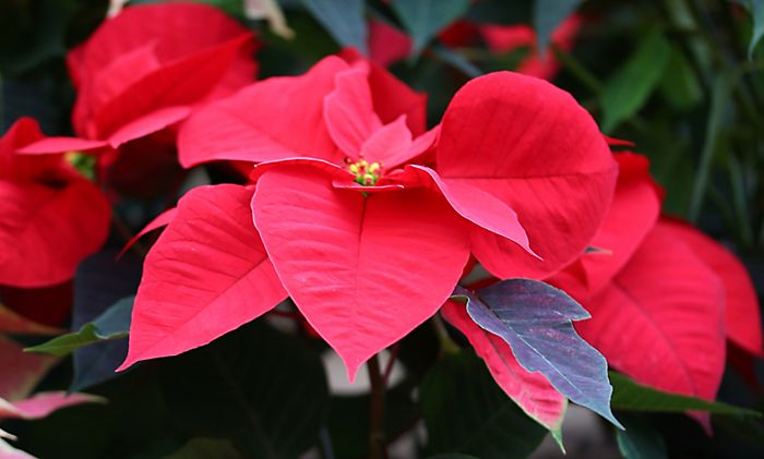 "Red poinsettia in profile"