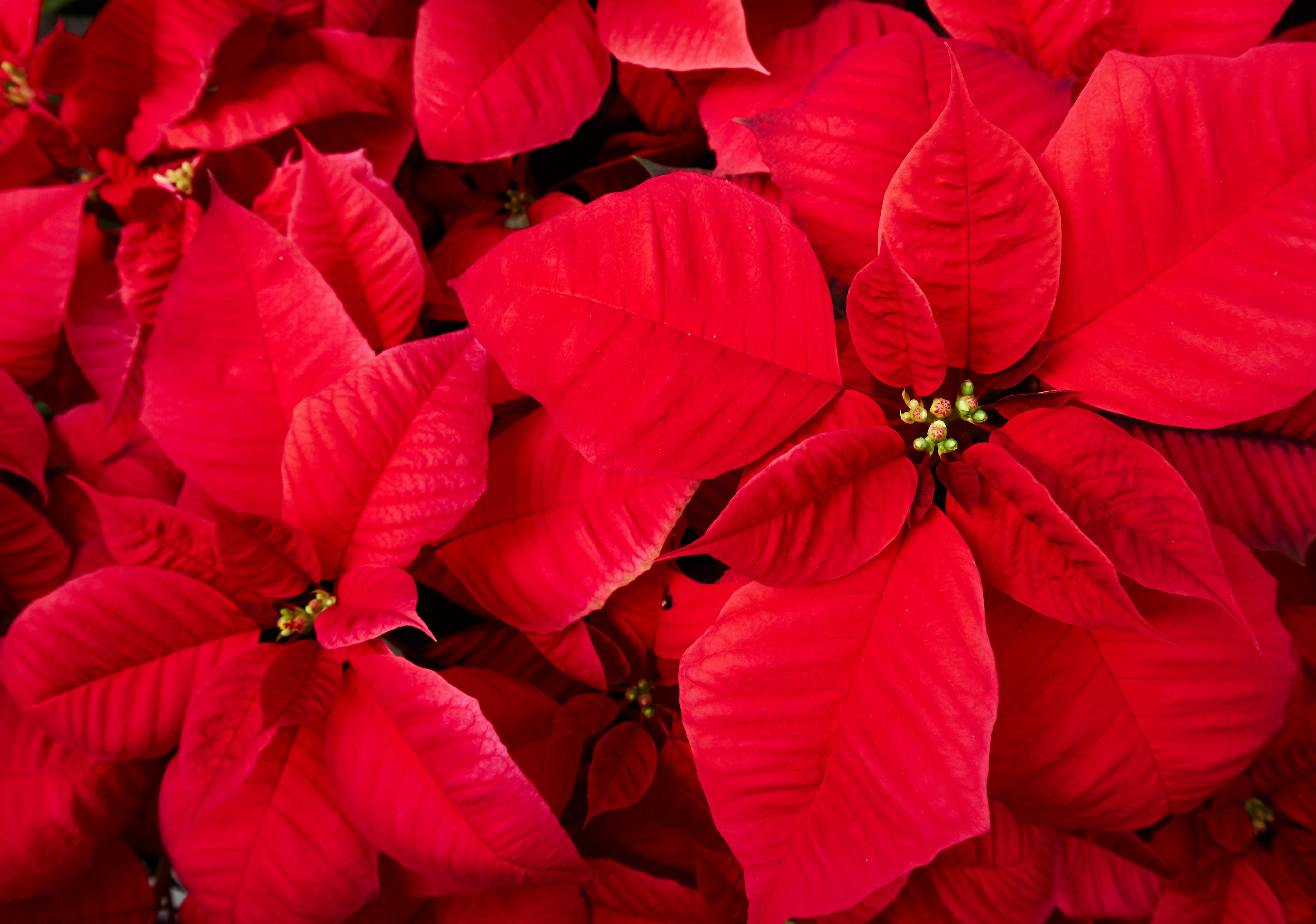 How To Care For A Poinsettia | Ideas & Advice | DIY At B&Q