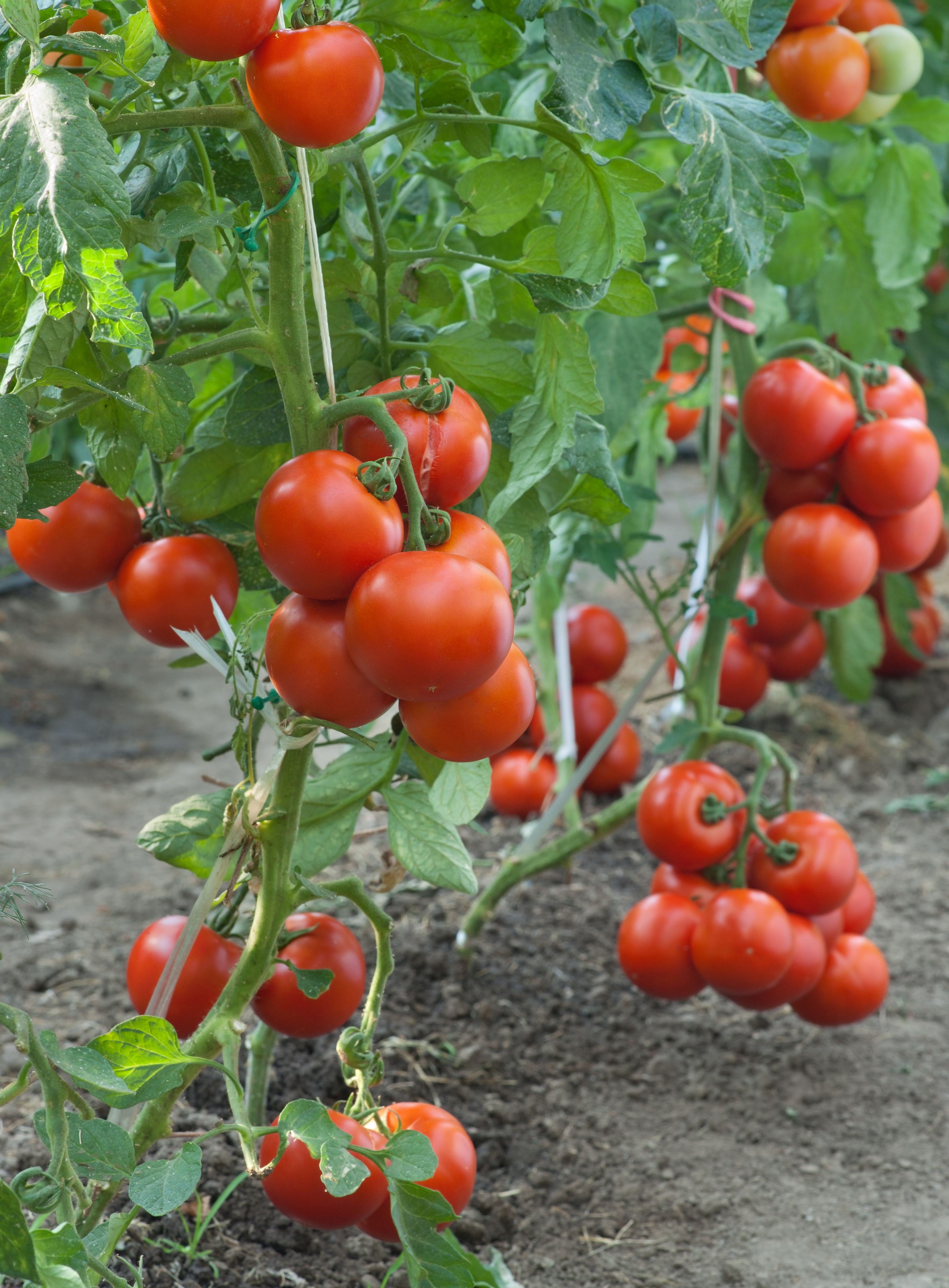 How To Grow Tomatoes | Ideas & Advice | DIY At B&Q