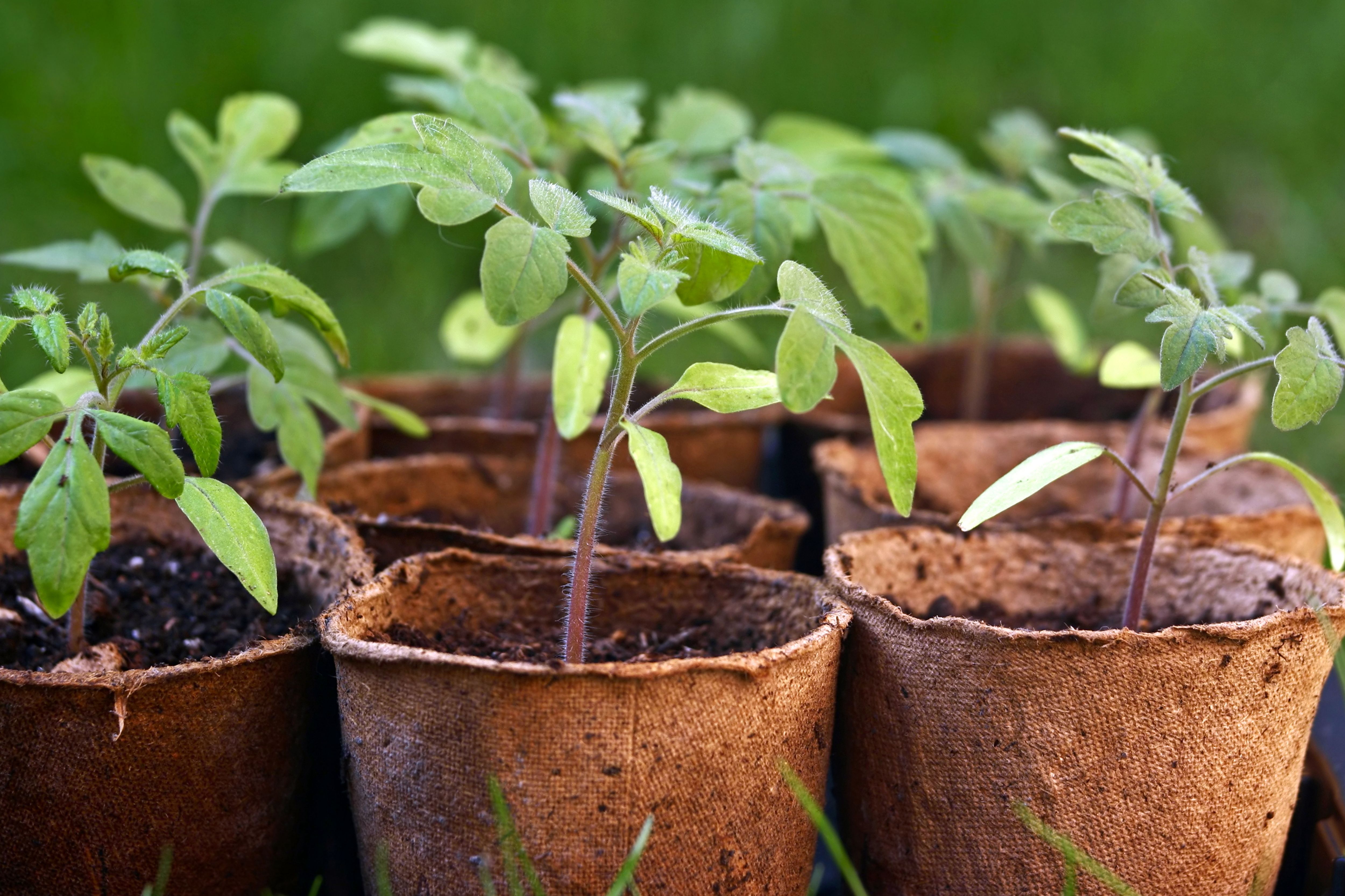 Plants Trees Seeds Bulbs Gardening
