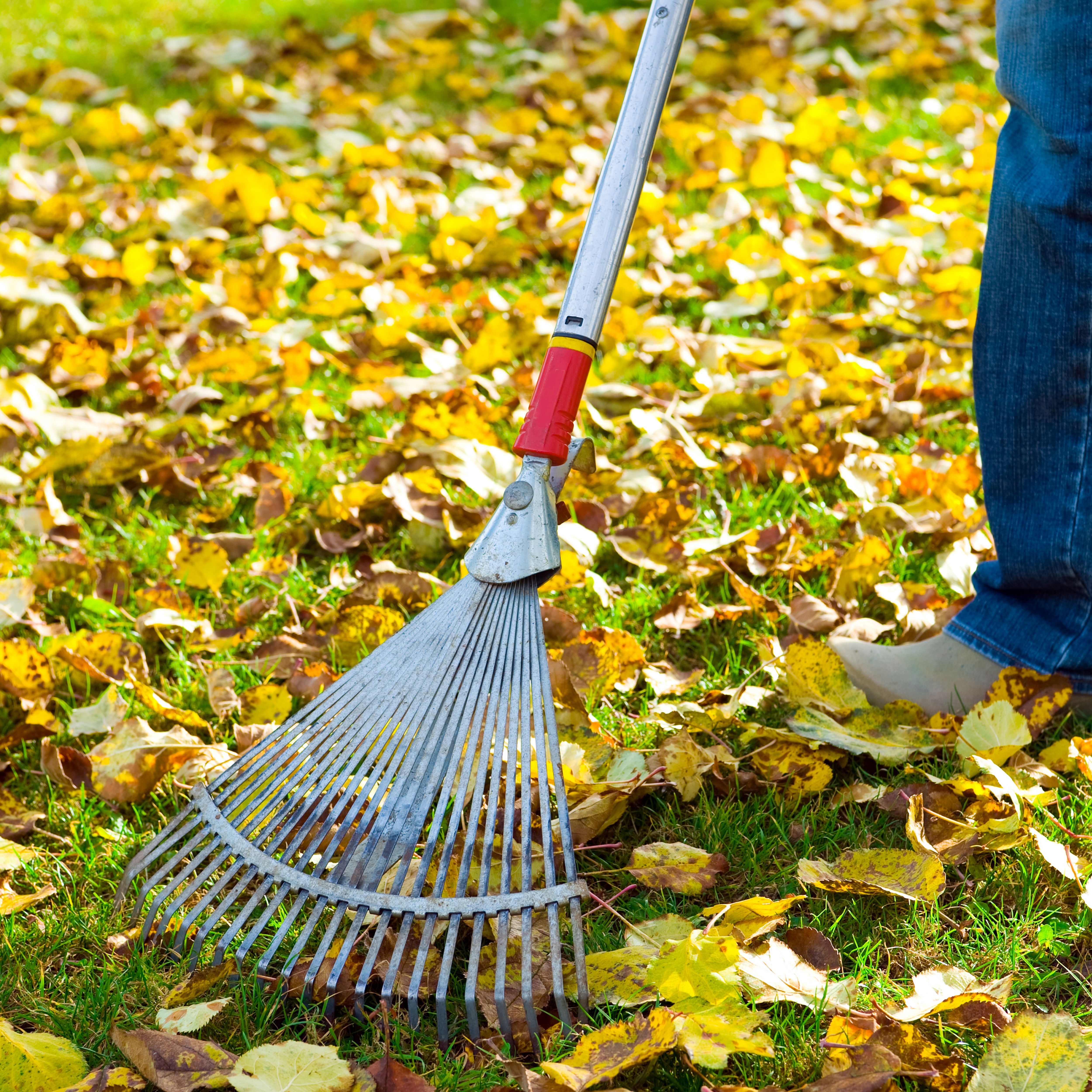 Autumn gardening ideas: Things to do in September | Ideas & Advice ...