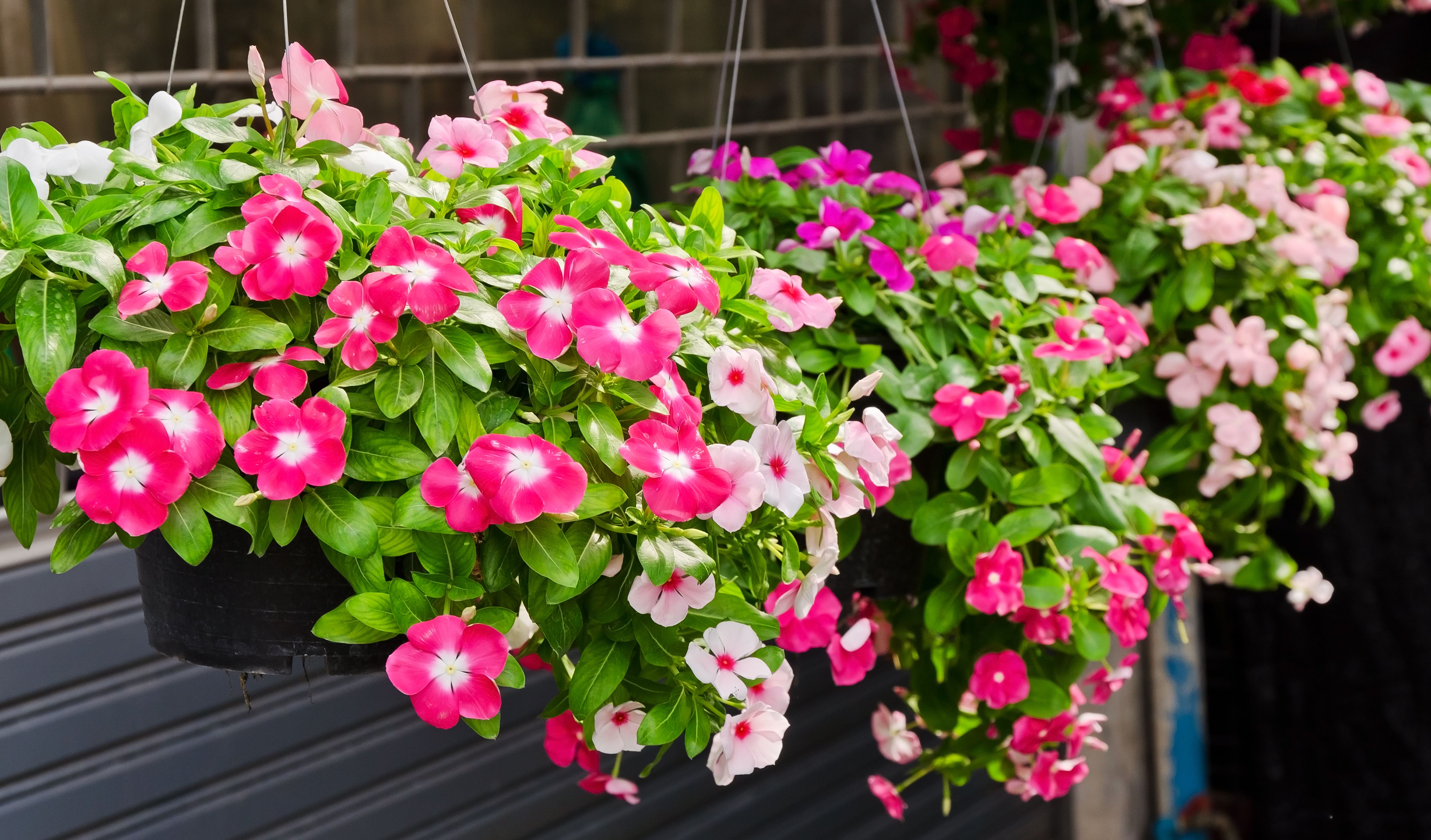 How To Plant A Hanging Basket Ideas Advice Diy At B Q