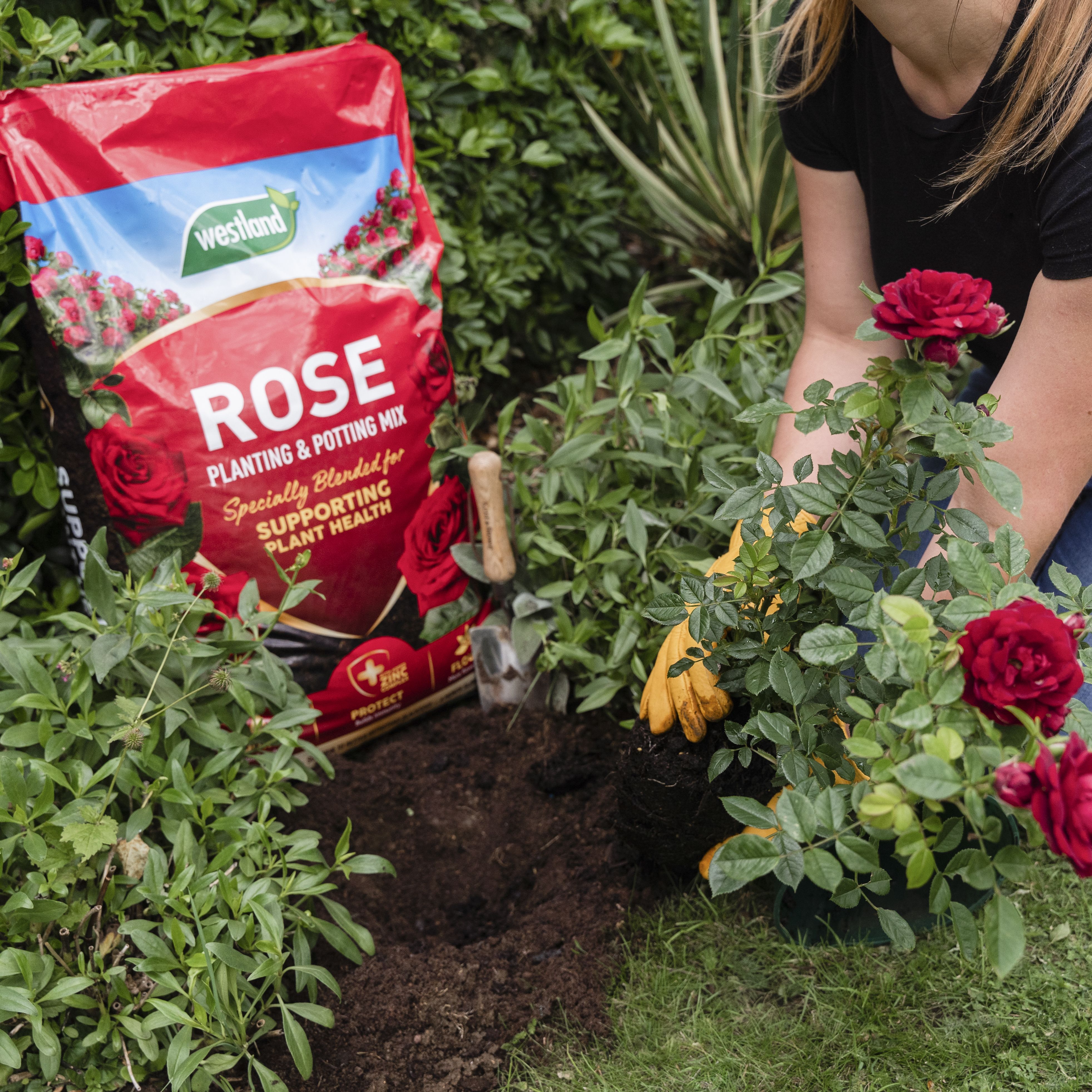 Westland Peat-free Rose, shrub & tree Compost 50L