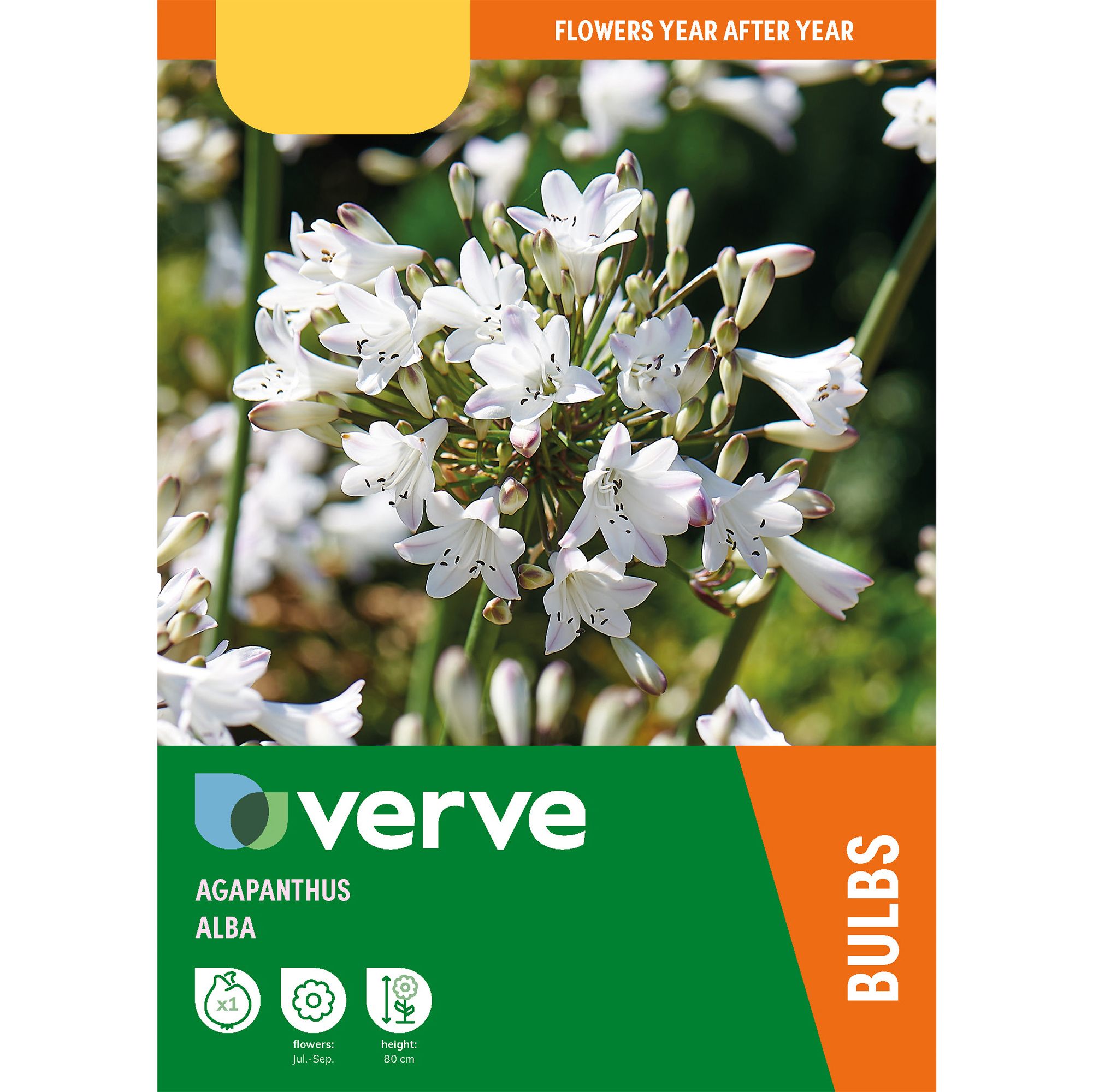 White Agapanthus Flower bulb