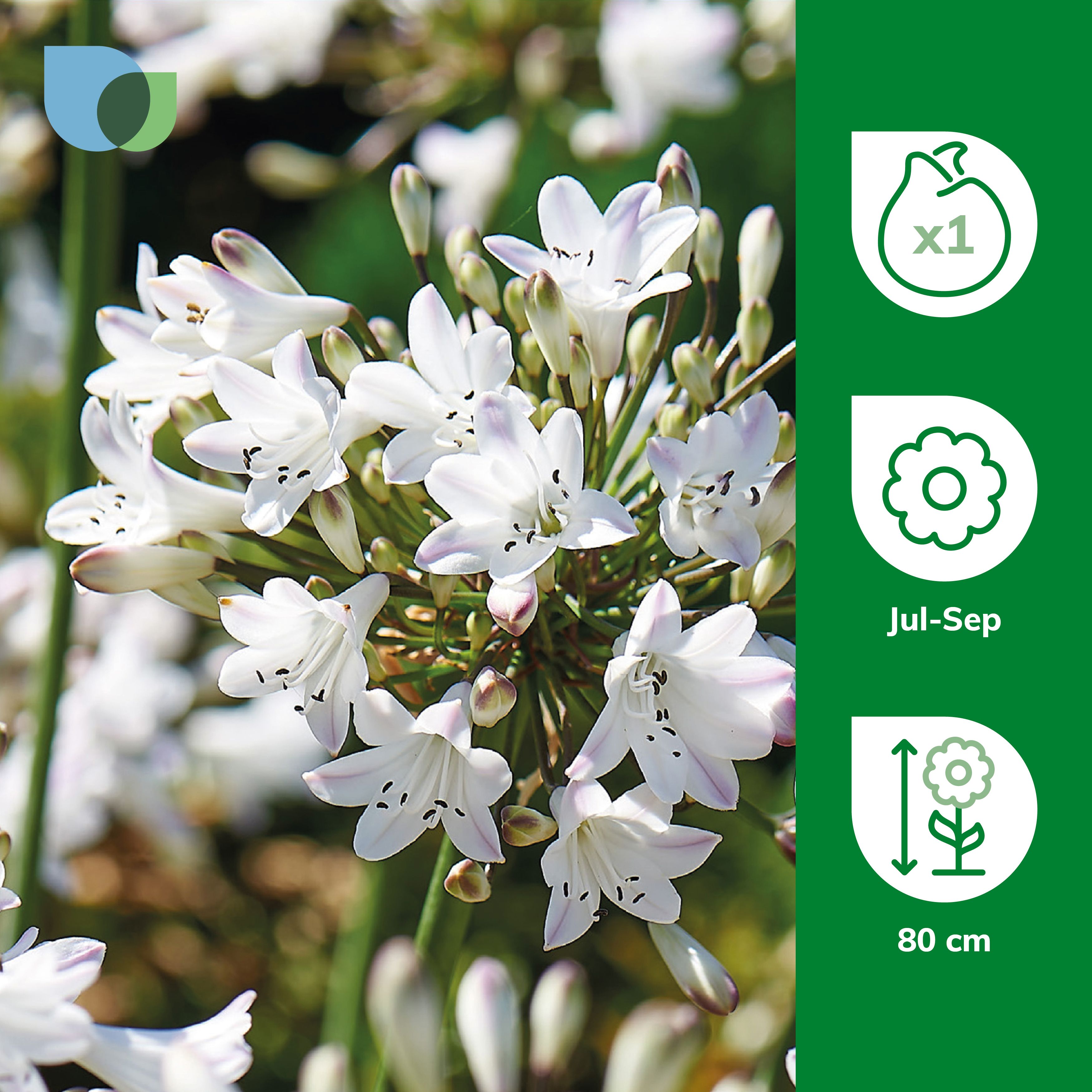 White Agapanthus Flower bulb