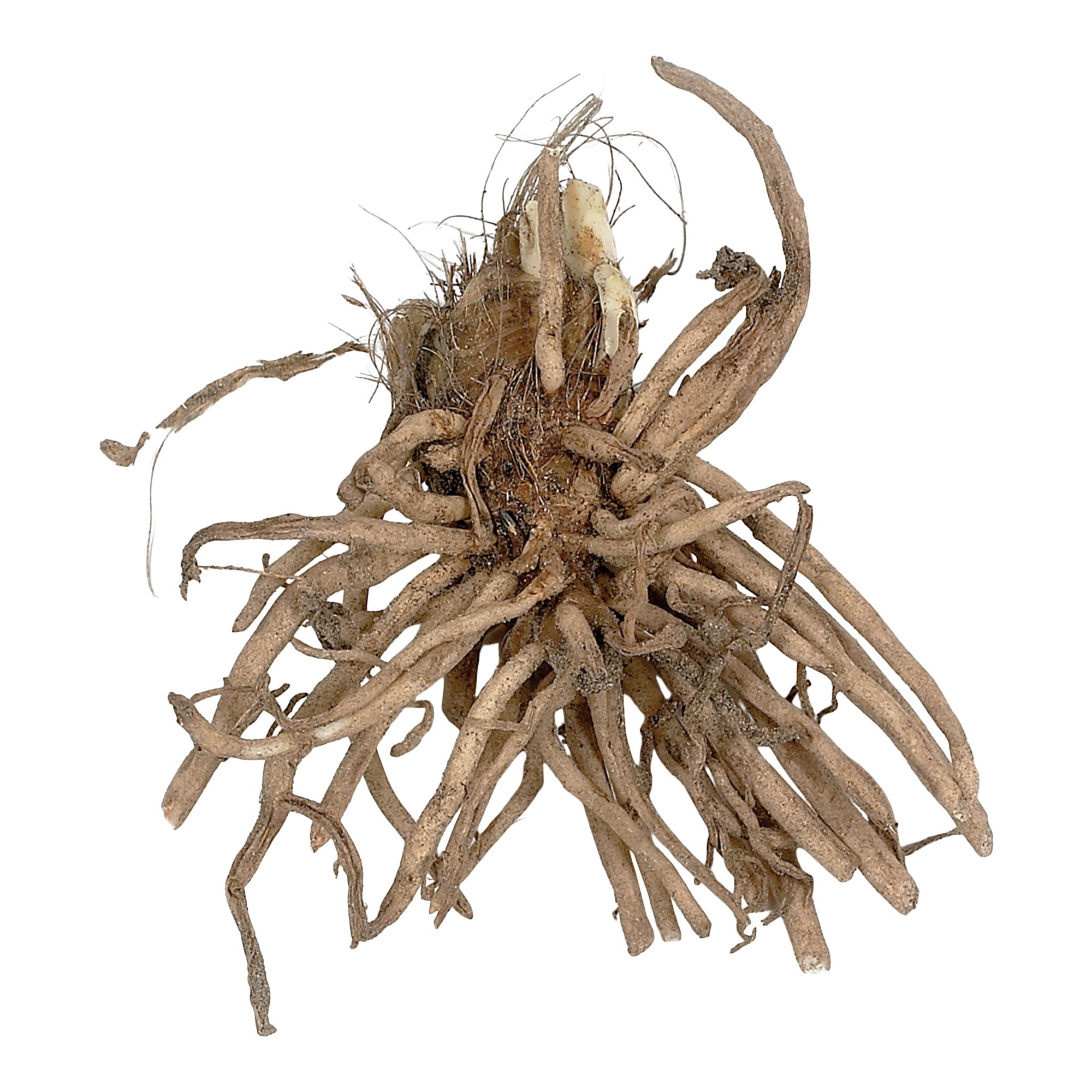 White Agapanthus Flower bulb