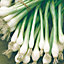 White Lisbon Winter Hardy Spring onion Seed