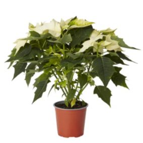 White Poinsettia in 13cm Terracotta Plastic Grow pot