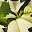 White Poinsettia in 13cm Terracotta Plastic Grow pot