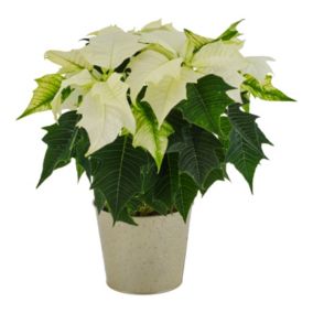 White Poinsettia in Champagne Zinc Decorative pot 13cm