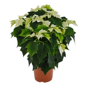 White Poinsettia in Terracotta Plastic Grow pot 17cm