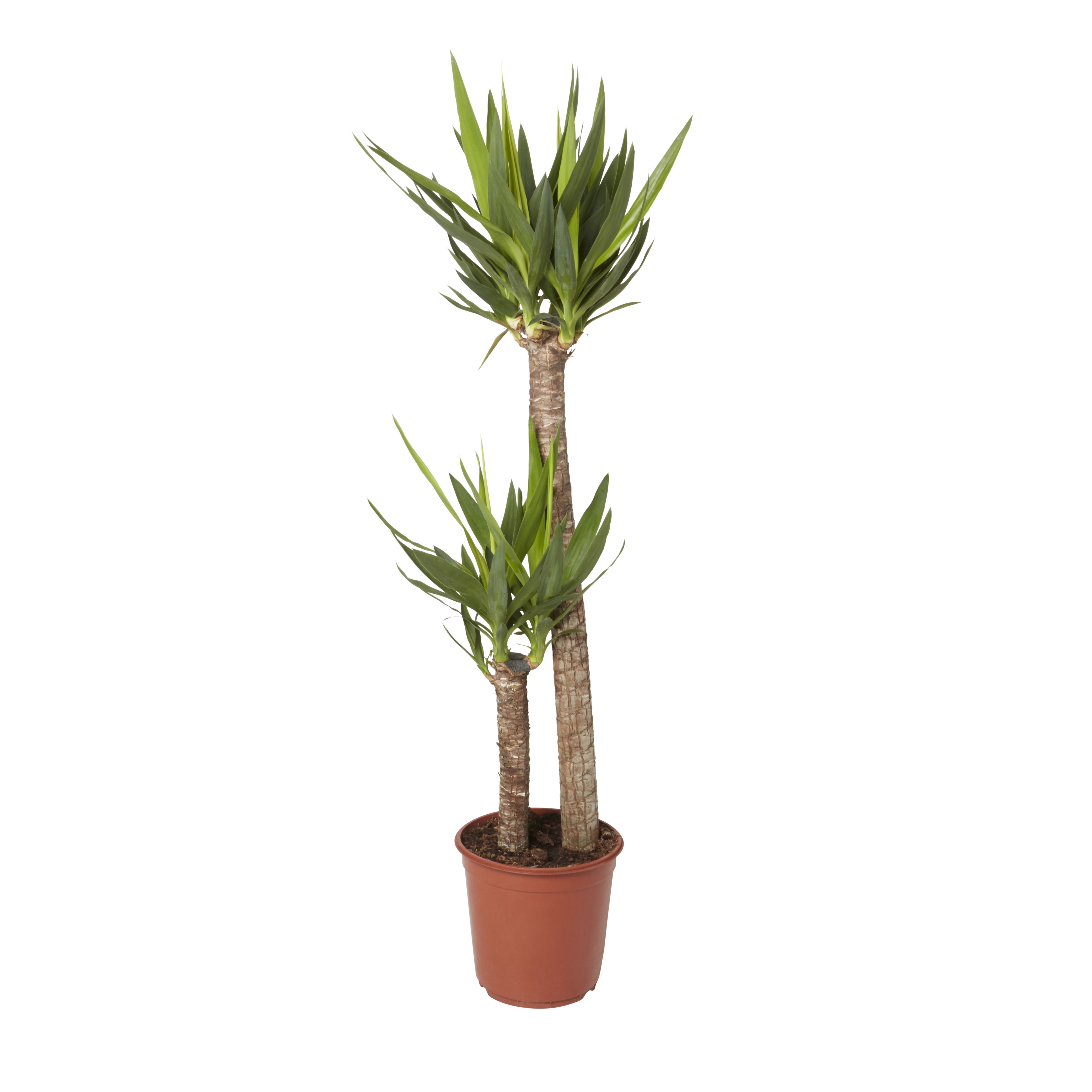 Yucca in 24cm Terracotta Plastic Grow pot