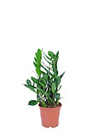 Zamiolculcas in 11cm Terracotta Plastic Grow pot