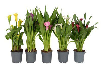 Calla zantedeschia on sale